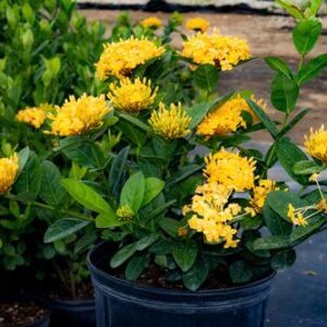 IXORA MAUI YELLOW / 3G