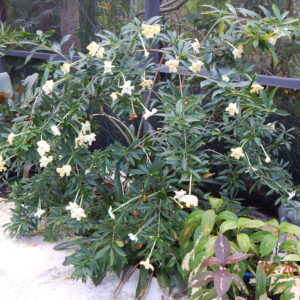 LADY OF THE NIGHT / 7G