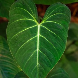 ALOCASIA ORDOA/ CALIFORNIA 10"