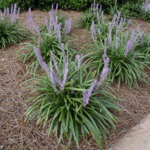 LIRIOPE BLUE GIANT / 1G