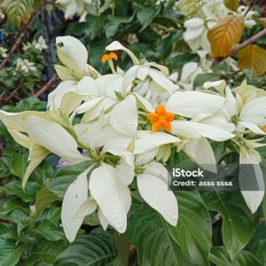 MUSSAENDA / 7G /WHITE