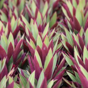 RHOEO / DISCOLOR /1G