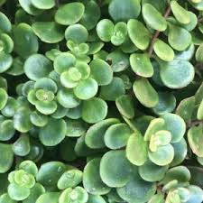 SEDUM / COMBO
