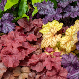 SEED HEUCHERA