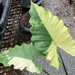 ALOCASIA / X PORTORA 10"