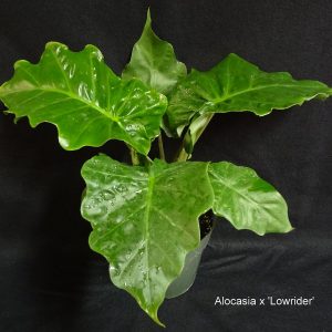 ALOCASIA/ LOW RIDER 10"