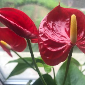 ANTHURIUM RED / 3G