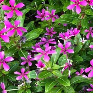 HB TRAVELING VINCA