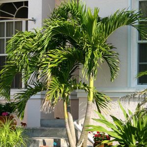 CHRISTMAS TRIPLE PALM