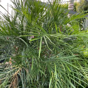 BAMBOO PALM 15G